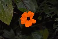 Thunbergia alata image
