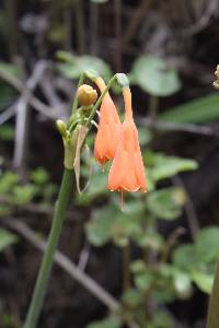 Media resource of Stenomesson aurantiacum