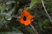 Thunbergia alata image