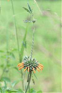 Media resource of Leonotis nepetifolia