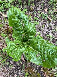 Media resource of Beta vulgaris