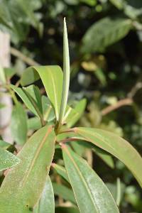 Media resource of Euphorbia laurifolia