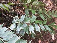 Asplenium dimidiatum image