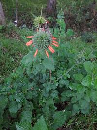 Leonotis nepetifolia image