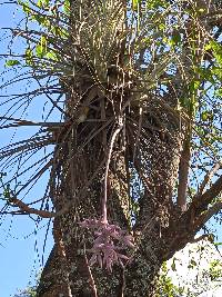 Tillandsia straminea image