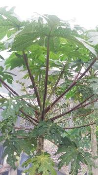 Media resource of Carica papaya