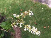 Media resource of Ligustrum ovalifolium
