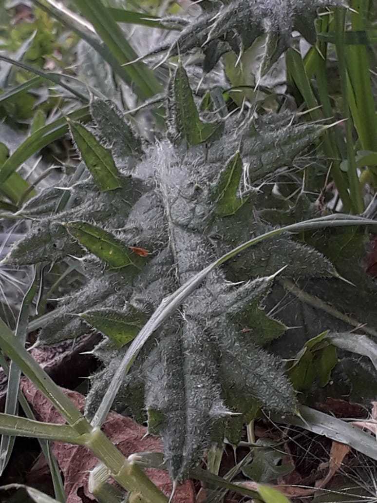 Cirsium vulgare image