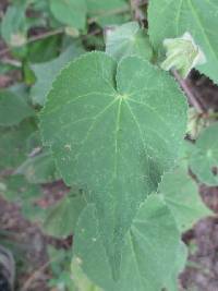 Pseudabutilon virgatum image