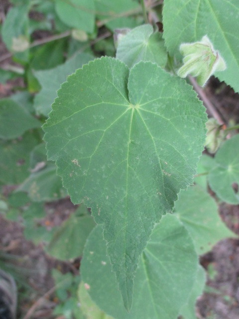 Pseudabutilon virgatum image