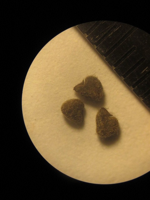 Pseudabutilon image