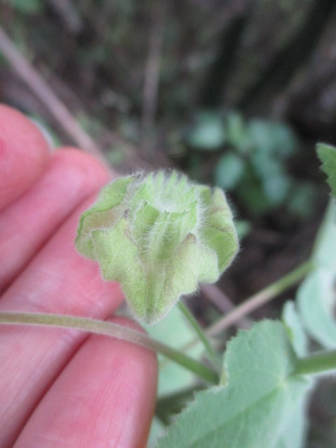 Pseudabutilon image
