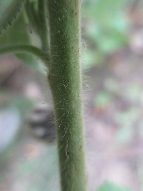Pseudabutilon virgatum image