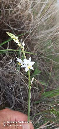 Media resource of Trihesperus glaucus