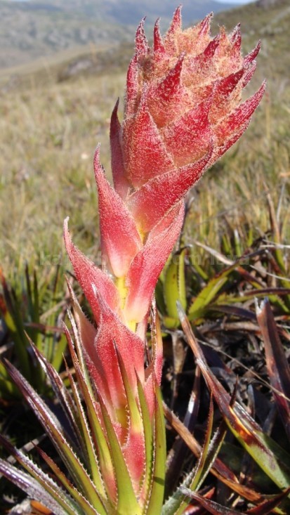 Puya exigua image