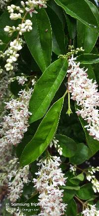 Media resource of Ligustrum sinense