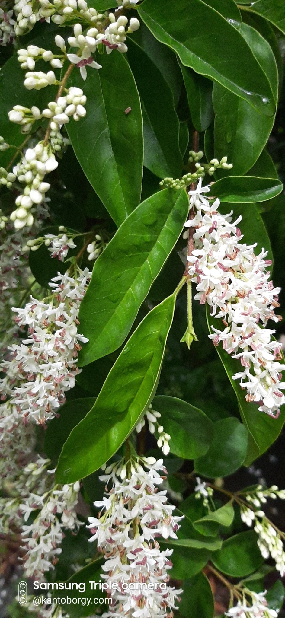 Ligustrum image