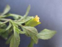 Mecardonia procumbens image