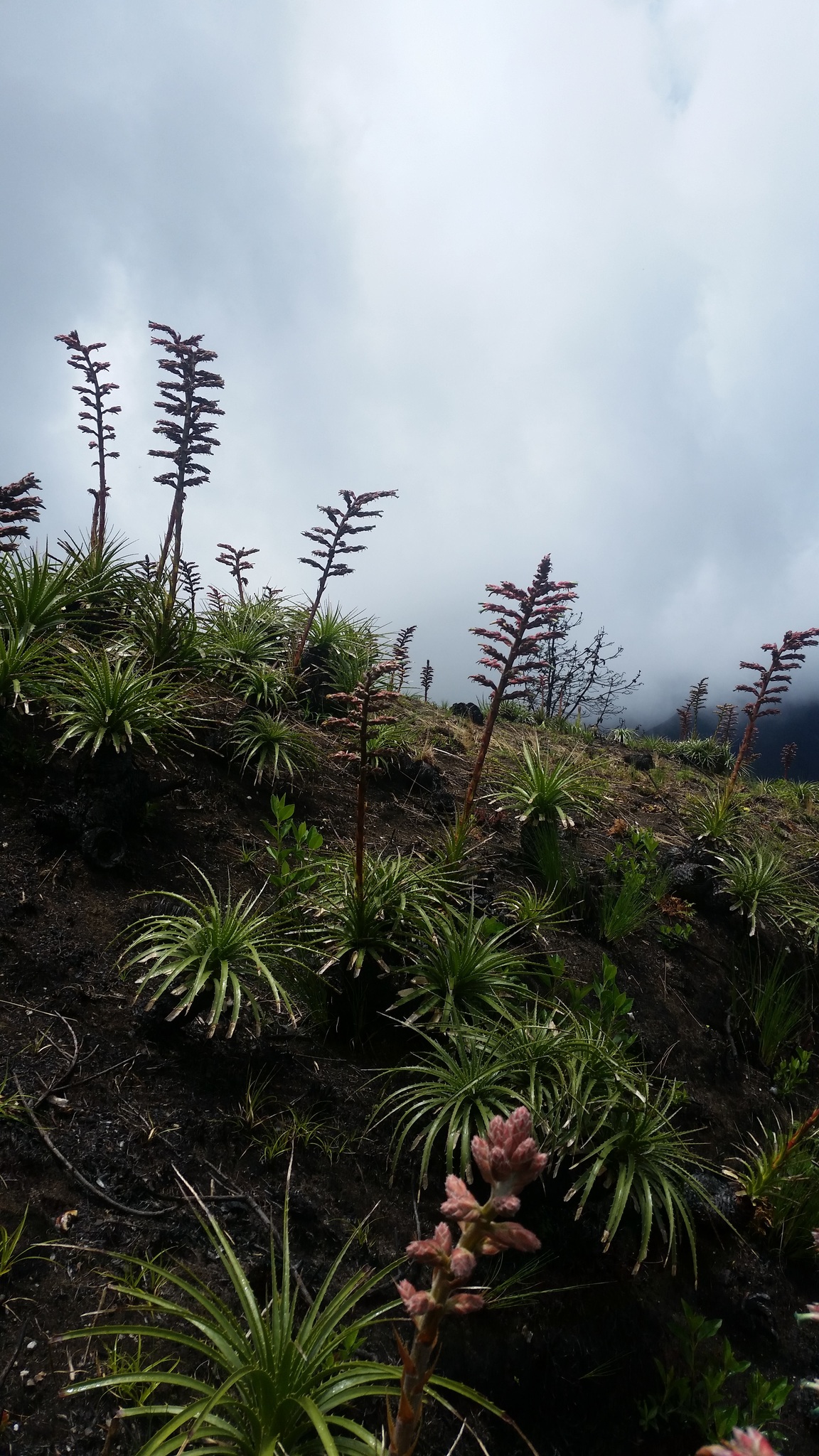 Puya image
