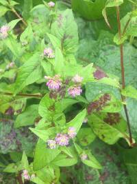 Media resource of Persicaria nepalensis