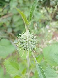 Leonotis nepetifolia image