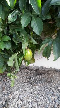 Media resource of Passiflora edulis