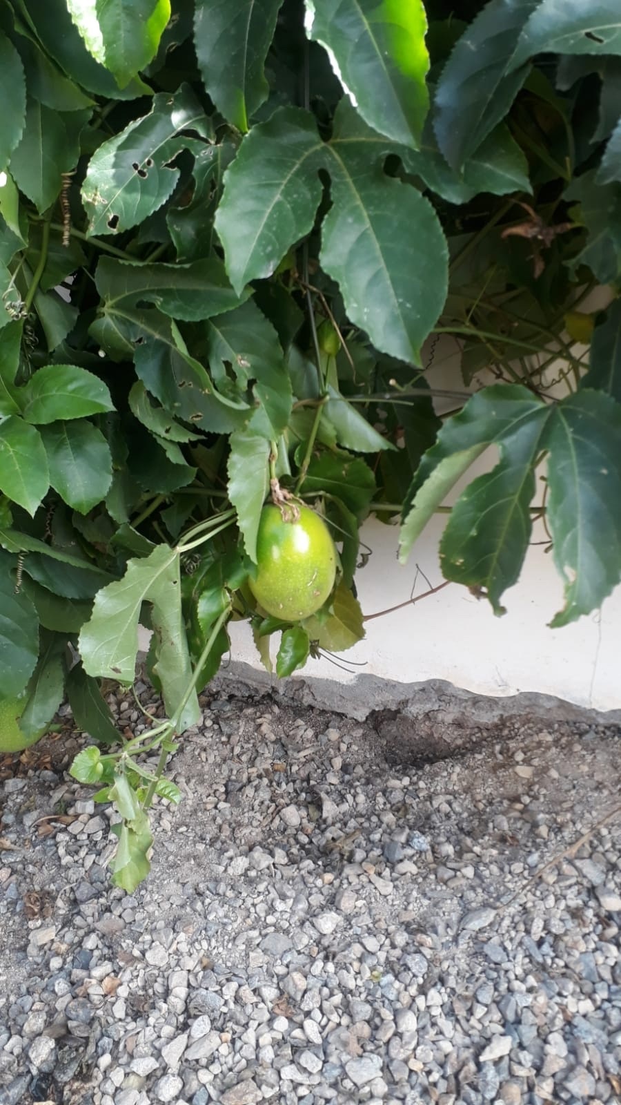 Passiflora edulis image