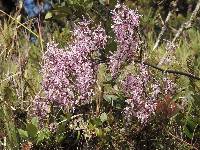 Cyrtochilum alboroseum image