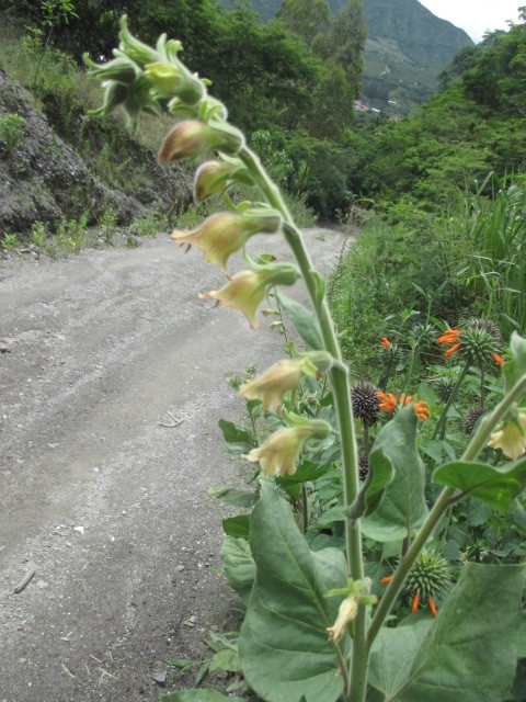 Nicotiana image