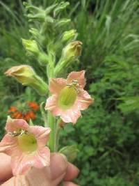 Nicotiana glutinosa image