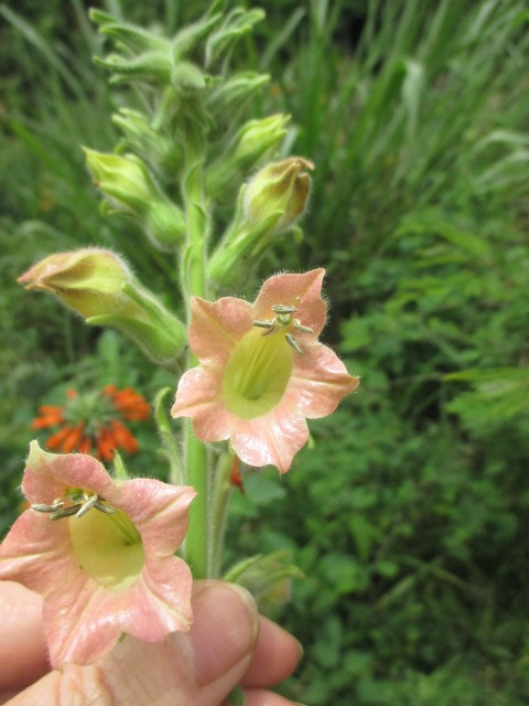 Nicotiana image