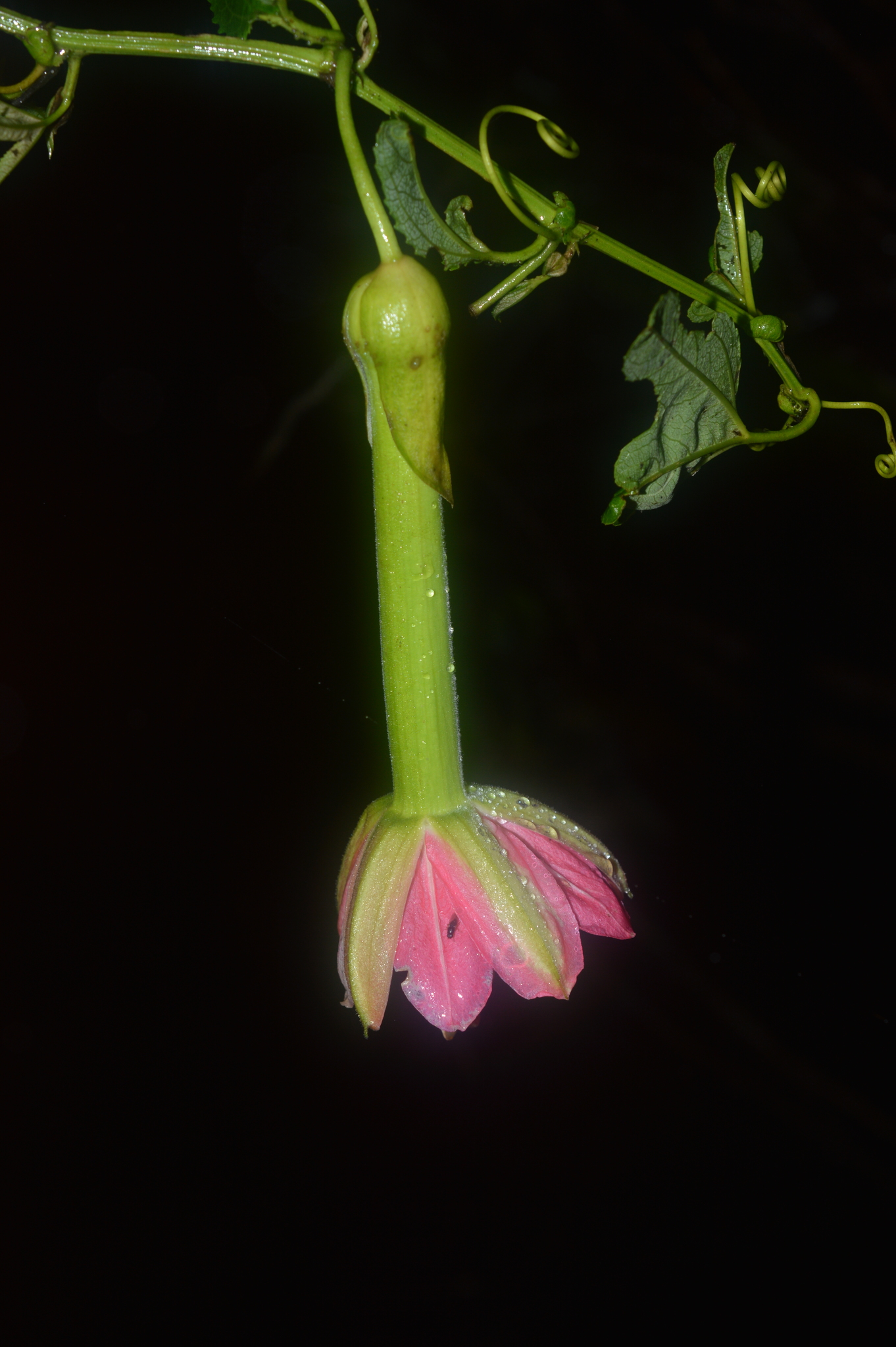 Passiflora mixta image