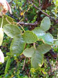 Passiflora glaberrima image