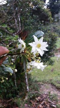 Media resource of Drimys granadensis