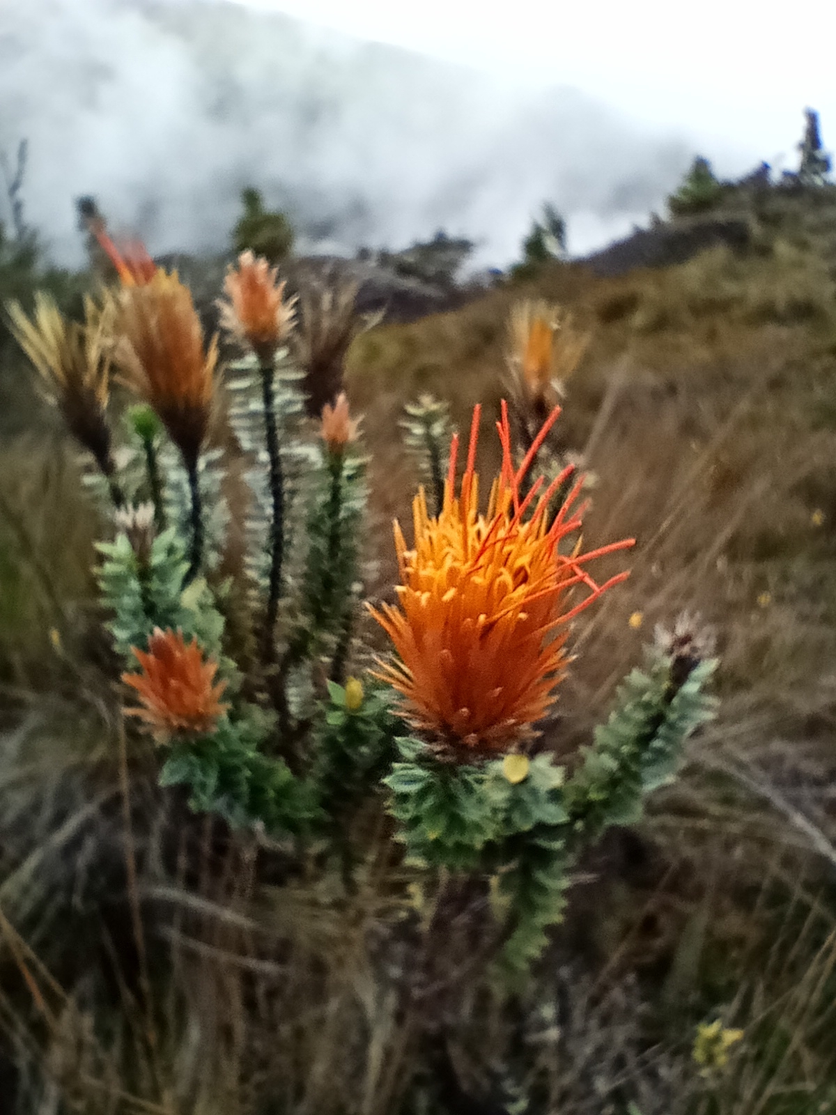 Chuquiraga image