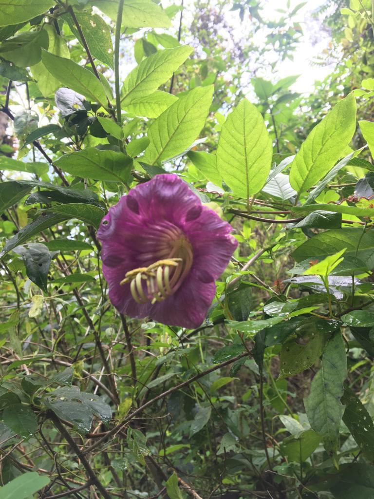 Cobaea scandens image