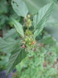 Media resource of Malvastrum coromandelianum