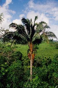 Media resource of Attalea colenda