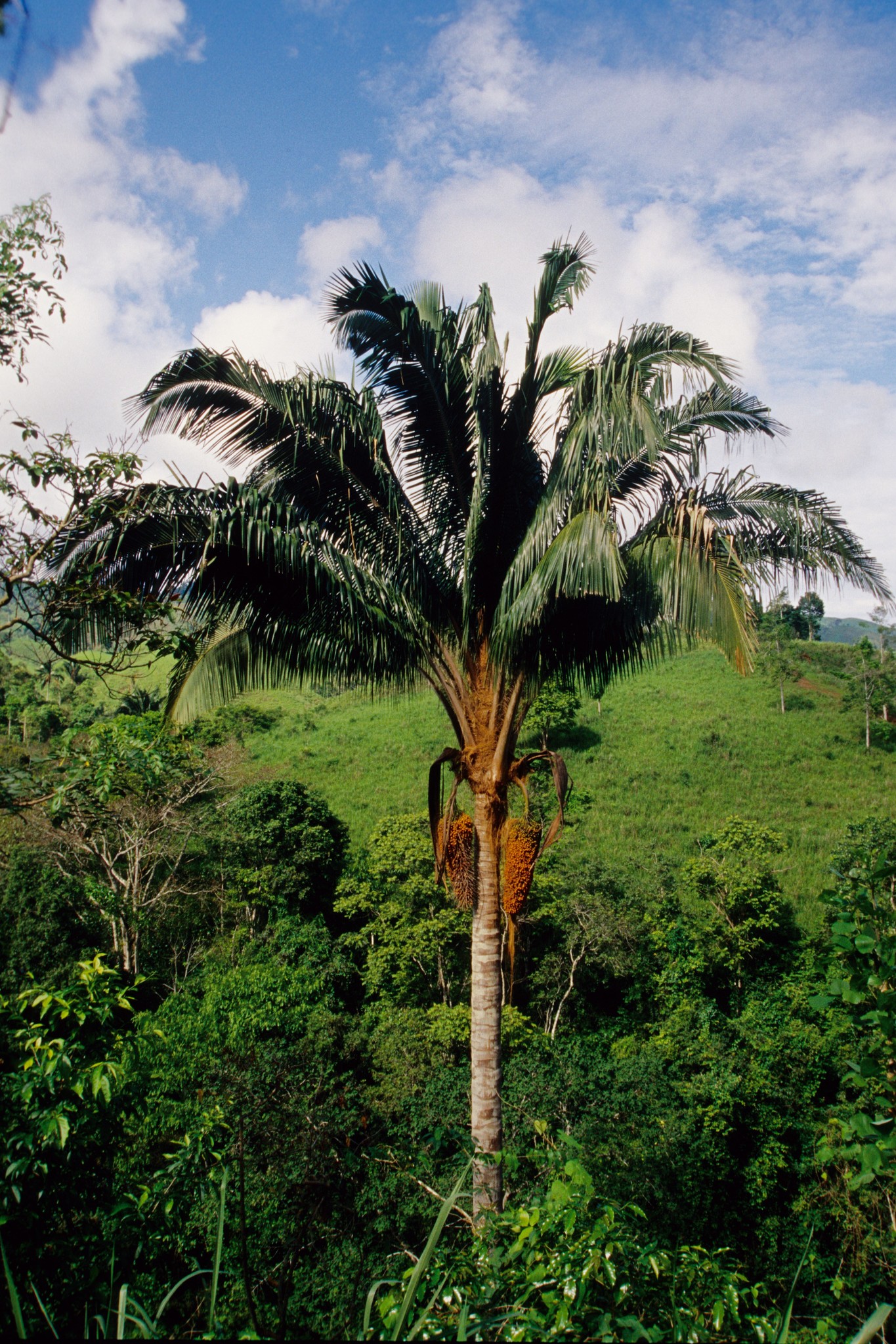 Attalea colenda image