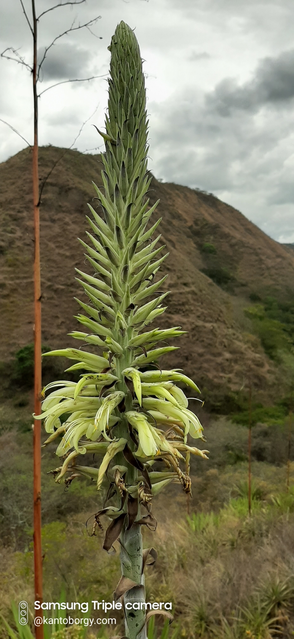 Puya image