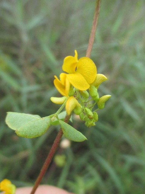Poiretia image