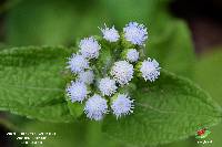 Ageratum conyzoides image