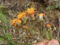 Pseudogynoxys scabra image