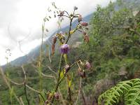 Excremis coarctata image
