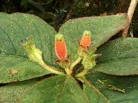 Media resource of Columnea poortmannii