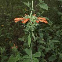 Leonotis nepetifolia image