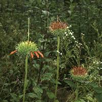 Leonotis nepetifolia image
