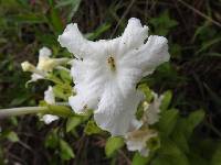 Media resource of Escobedia grandiflora
