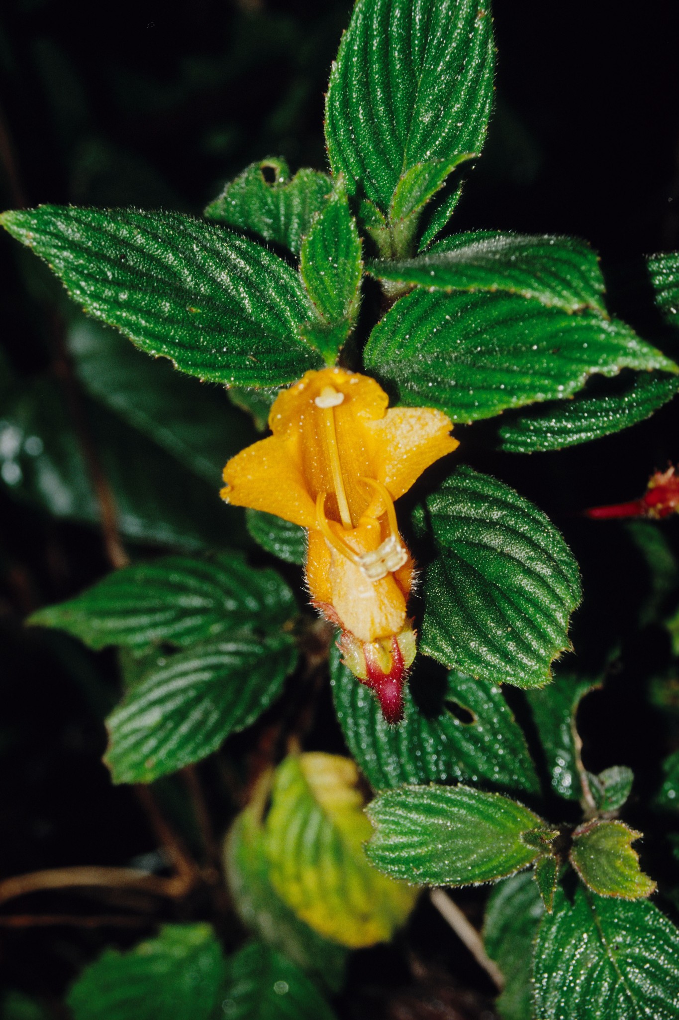 Columnea strigosa image
