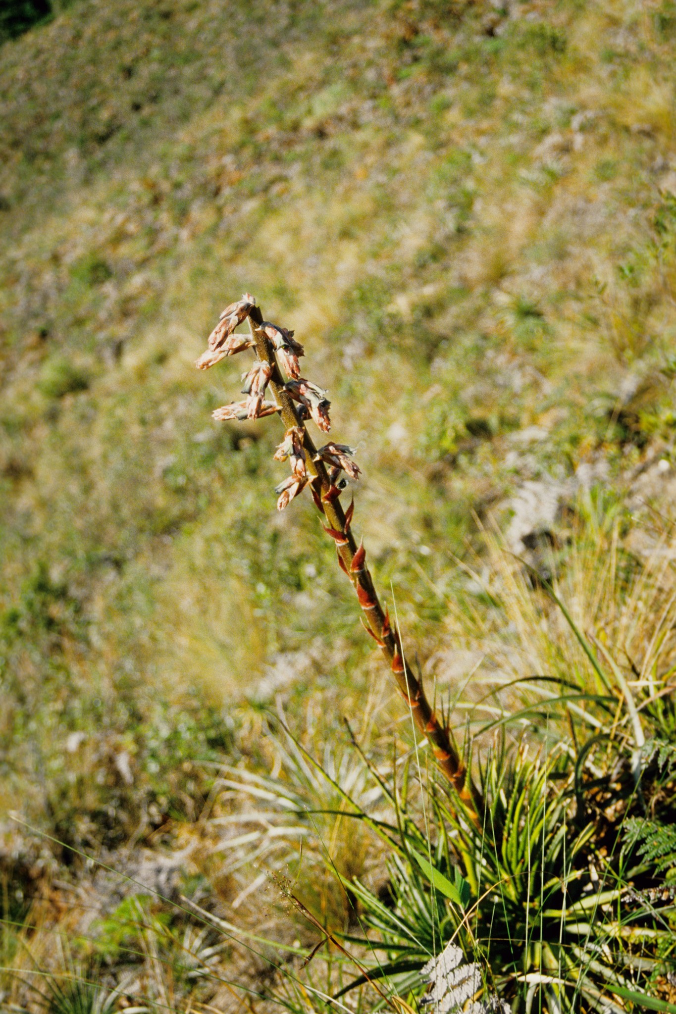 Puya parviflora image